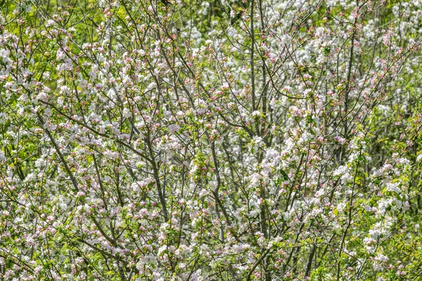 Branches of apple trees with thick blooming white flowers — Stock Photo, Image