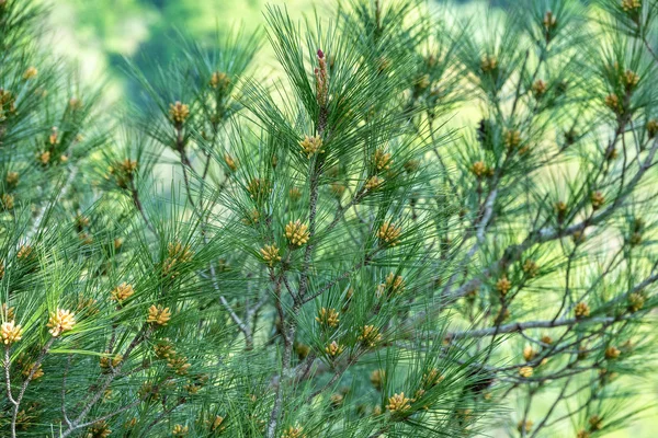 Pine branches for decoration design. Natural background. — Stock Photo, Image
