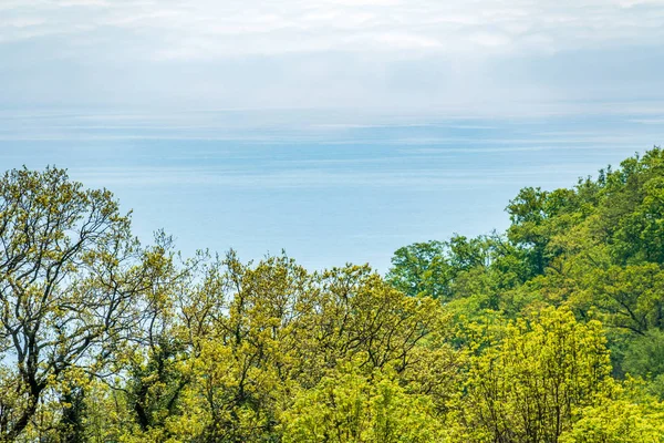 Green forest on the sea shore and the sea in the distance.