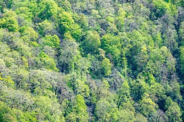 山坡上茂密的绿色森林。山林中的春色. — 图库照片