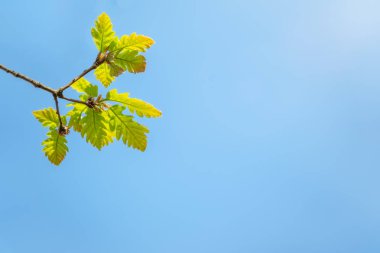 Açık mavi gökyüzüne karşı yeşil yaprakları ile Meşe dalı.