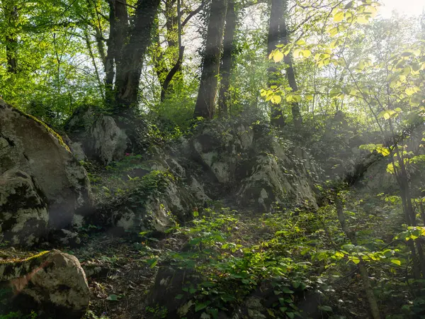 Uma pilha de pedras grandes na floresta, coberto de musgo e grama e árvores . — Fotografia de Stock