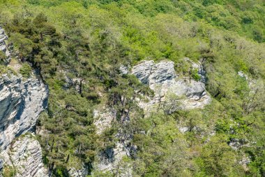 Yoğun yeşil ormanda kayalık uçurum. Dağ ormanında bahar renkleri.