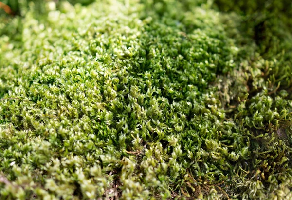 Morbido muschio verde morbido nella foresta . — Foto Stock