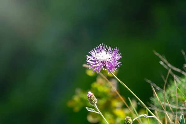 "Centaurea montana mountain perennial cornflower in bloom". Фиолетовый горный васильковый цветок на зеленом фоне . — стоковое фото