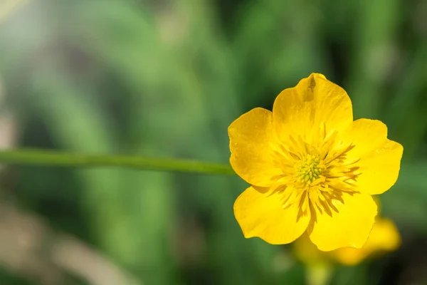 Flor amarela da montanha buttercup Ranunculus montanus . — Fotografia de Stock