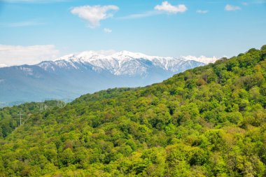 Dağ yamacında kalın bir orman. Ufukta karla kaplı dağlar görülüyor