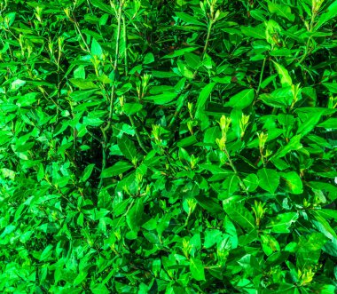 Geceleri yapay ışıkla aydınlatılan yeşil yapraklar.