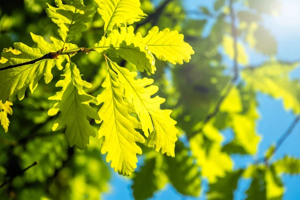 Ramas de roble con hojas verdes contra un cielo azul claro . — Foto de Stock