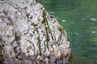 Kuzey buğday kulağı veya wheatear küçük siyah ve beyaz kuş, lat. Oenanthe oenanthe bir uçurumun üzerinde oturur