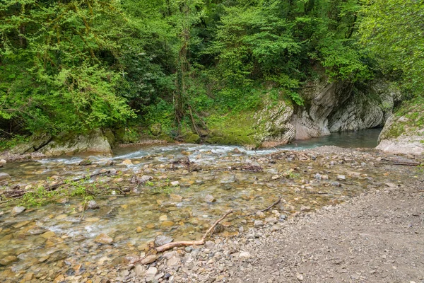 Mountain stream with thick green forest on the shore