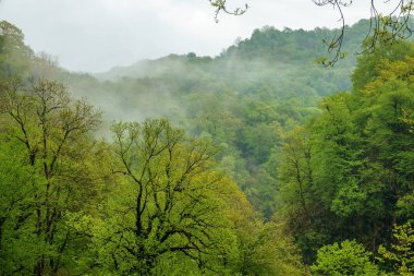 Sabah sis bir yamaçta kalın yeşil orman.