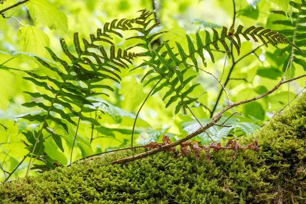 Fougère polypode commune Polypodium vulgare pousse parmi la mousse épaisse . — Photo