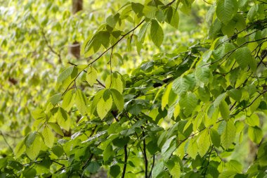 Yeşil yaprakları olan bir ağacın dalları batan güneş tarafından aydınlatılır. Fagus orientalis, yaygın Olarak Bilinen Doğu kayın