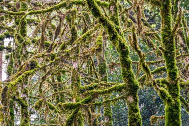 Kuru gövdeleri ve ağaçların dalları, tamamen yosun ile kaplı.