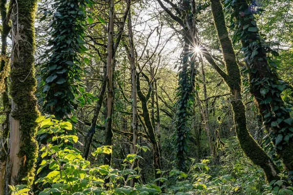 A nap a fák bebora a moha sűrű esőerdők — Stock Fotó
