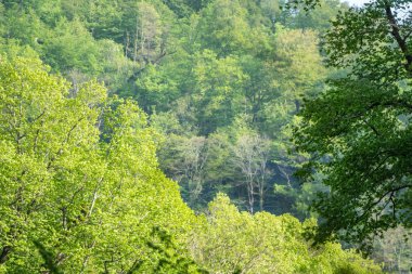 Yamaç üzerinde kalın yeşil orman. Dağ ormanında bahar renkleri.