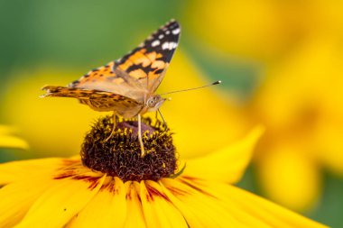 Kelebek Vanessa cardui sarı bir çiçek ve hortum ile içecekler nektar oturur.