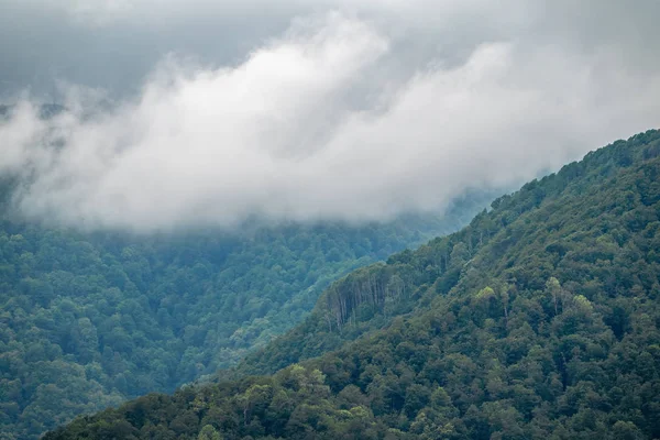 Ormanlı yamaçlarda ve bulutlarda gizlenmiş doruklara sahip yüksek dağlar.