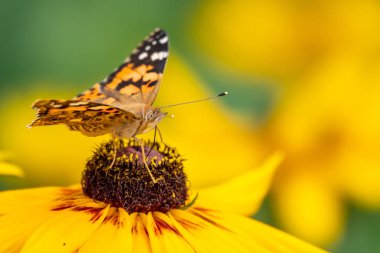Kelebek Vanessa cardui sarı bir çiçek ve hortum ile içecekler nektar oturur. Boyalı bayan kelebek.