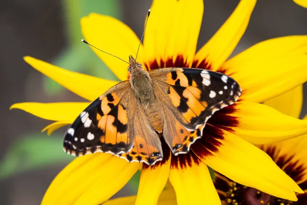 Метелик Ванесса cardui сидить на жовтій квітці. Пофарбований метелик леді — стокове фото