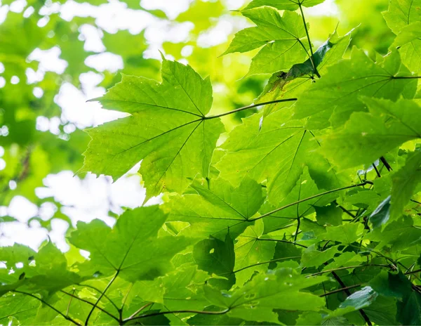 緑の葉を持つカエデの枝 — ストック写真