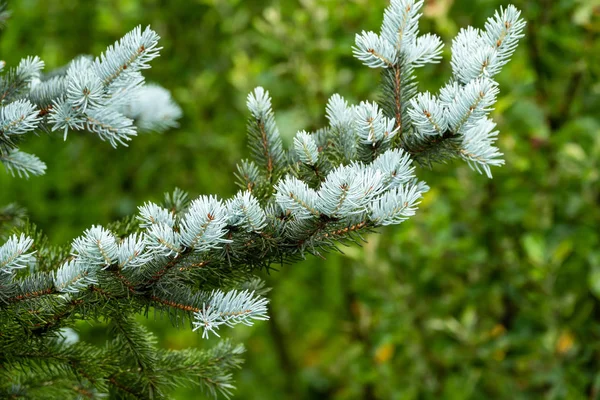 Frisse groene sparren takken met onscherpe achtergrond. — Stockfoto