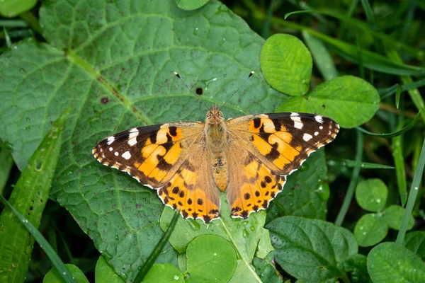 Butterfly Vanessa cardui sits on a green leaf Painted lady butterfly. — Stock Photo, Image