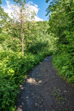 Yağmur yeşil orman sonra ıslak Trail.