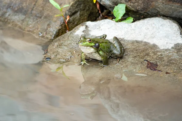 Een grote groene kikker zit op steen in de buurt van het water — Stockfoto