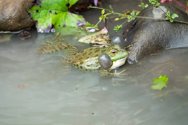 Een grote groene kikker zit in water — Stockfoto