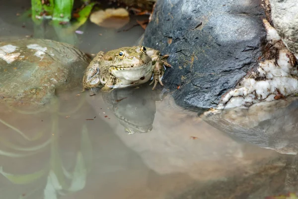 大きな緑色のカエルが水の近くの石の上に座っている — ストック写真