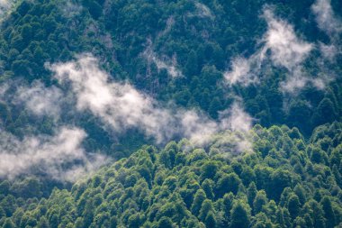 Sabah sis bir yamaçta kalın yeşil orman. Sis ağaçları.