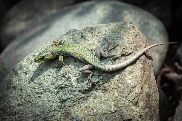 O lagarto Lacerta viridis senta-se em uma pedra — Fotografia de Stock