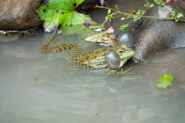 Een grote groene kikker zit in water — Stockfoto