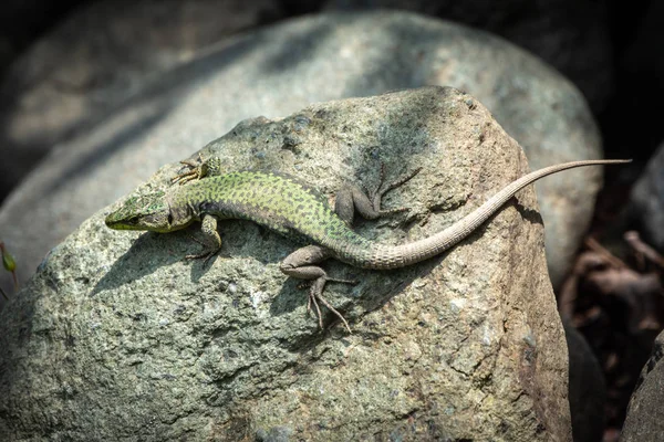 O lagarto Lacerta viridis senta-se em uma pedra — Fotografia de Stock