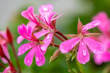 Güzel pembe Sardunya çiçekler. Çiçekler Pelargonium graveolens