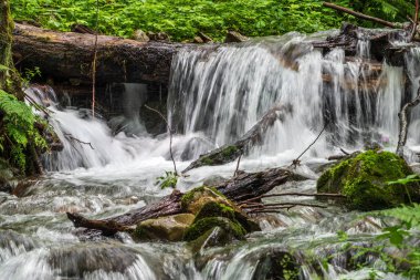 Ormandaki hızlı bir dağ deresi, yeşillikler ile çevrili