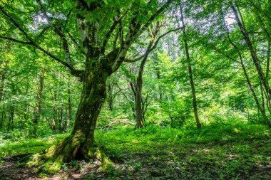 Büyük ağaç Carpinus Betulus, yaygın Olarak bilinen Avrupa veya ortak gürgen