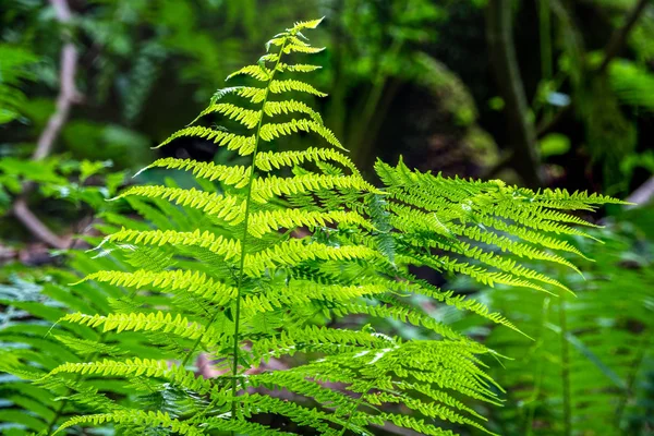 Pteridium aquilinum oder bracken, brake oder common bracken, auch als Adlerfarn bekannt, und Eastern brakenfern — Stockfoto