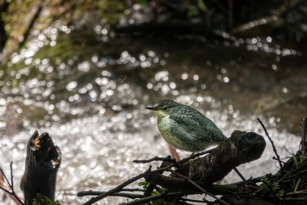 A small bird dipper sits on the bank of a mountain river.