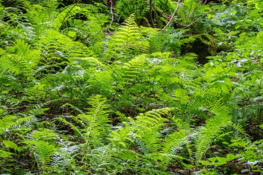 Pteridium aquilinum veya bracken, fren veya ortak bracken, ayrıca kartal eğrelti otu olarak bilinen, ve Doğu brakenfern