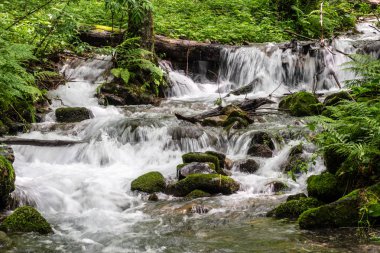 Ormandaki hızlı bir dağ deresi, yeşillikler ile çevrili
