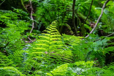 Pteridium aquilinum veya bracken, fren veya ortak bracken, ayrıca kartal eğrelti otu olarak bilinen, ve Doğu brakenfern