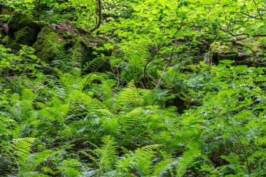 Pteridium aquilinum veya bracken, fren veya ortak bracken, ayrıca kartal eğrelti otu olarak bilinen, ve Doğu brakenfern
