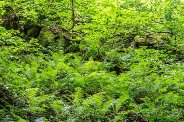 Pteridium aquilinum veya bracken, fren veya ortak bracken, ayrıca kartal eğrelti otu olarak bilinen, ve Doğu brakenfern