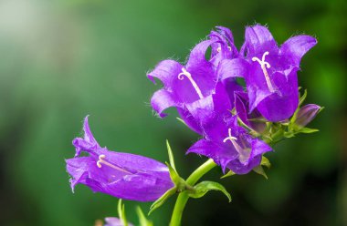 Campanula persicifolia, şeftali-terk çan çiçeği