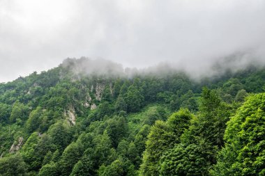 Ormanlı yamaçlarda ve bulutlarda gizlenmiş doruklara sahip yüksek dağlar.