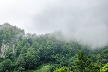 Ormanlı yamaçlarda ve bulutlarda gizlenmiş doruklara sahip yüksek dağlar.