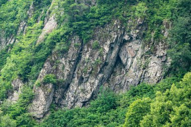 Yoğun yeşil ormanda kayalık uçurum. Dağ ormanında bahar renkleri.